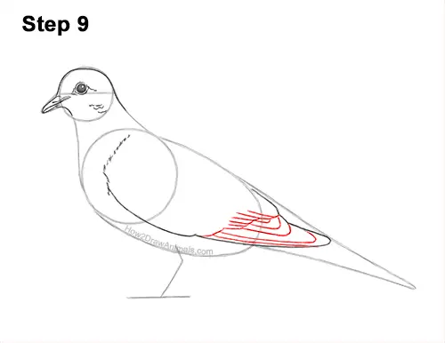 How to Draw a Mourning Dove Bird Pigeon 9