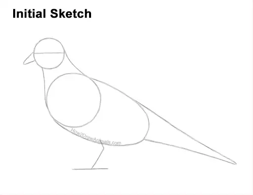 How to Draw a Mourning Dove Bird Pigeon Guides Lines