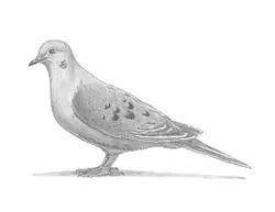 How to Draw a Mourning Dove Bird Pigeon