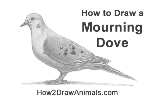 How to Draw a Mourning Dove Bird Pigeon