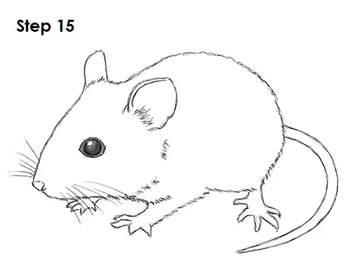 How to Draw a Mouse VIDEO & StepbyStep Pictures