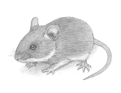 How to Draw a Field Deer Mouse
