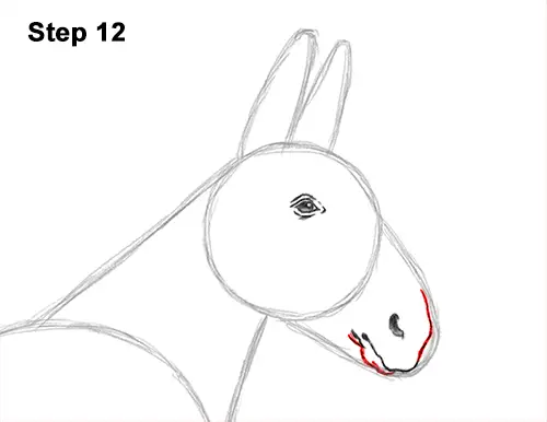 How to Draw a Mule Horse Donkey Side View 12