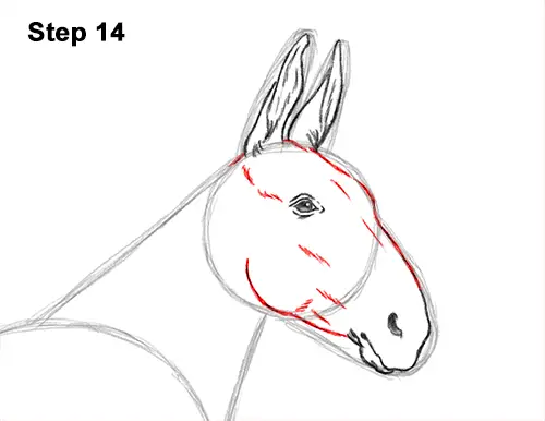 How to Draw a Mule Horse Donkey Side View 14