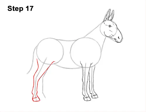 How to Draw a Mule Horse Donkey Side View 17