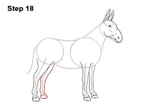 How to Draw a Mule Horse Donkey Side View 18