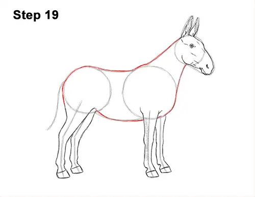 How to Draw a Mule Horse Donkey Side View 19