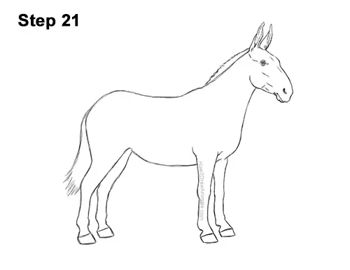How to Draw a Mule Horse Donkey Side View 21