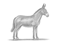 How to Draw Mule Horse Donkey