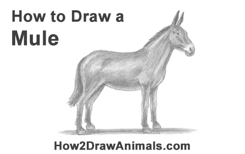 How to Draw a Mule Horse Donkey Side View