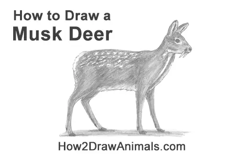 How to Draw a Siberian Musk Deer Fangs Teeth
