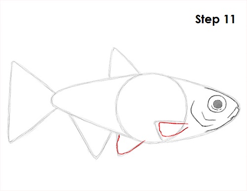 Neon Tetra Drawing 11 Draw Neon Tetra Fish 11