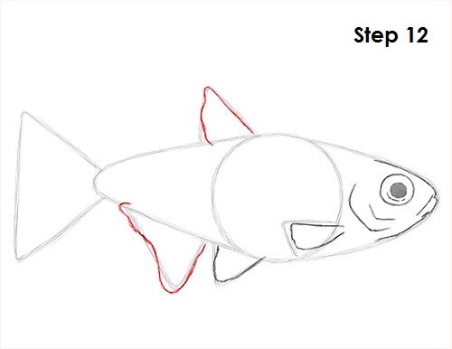 Neon Tetra Drawing 12 Draw Neon Tetra Fish 12
