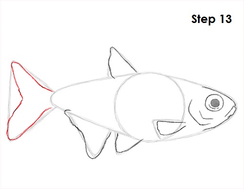 Neon Tetra Drawing 13 Draw Neon Tetra Fish 13