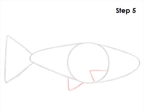 Draw Neon Tetra Fish 5