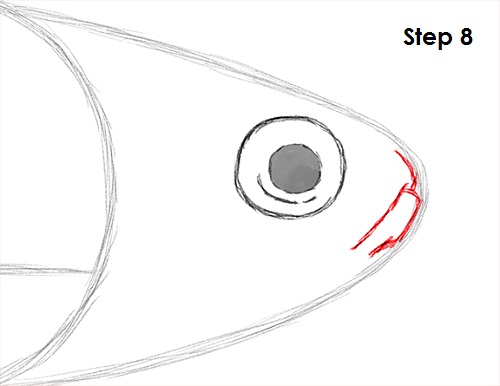 Neon Tetra Drawing 8 Draw Neon Tetra Fish 8