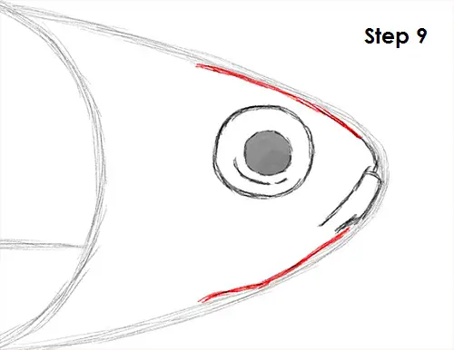 Neon Tetra Drawing 9 Draw Neon Tetra Fish 9