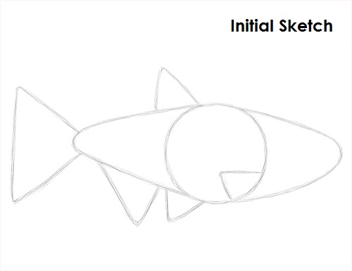 Neon Tetra Drawing Sketch Draw Neon Tetra Fish Sketch