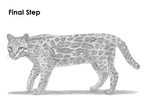 How to Draw an Ocelot