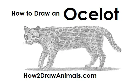 How to Draw an Ocelot