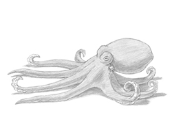How to Draw an Octopus Tentacles