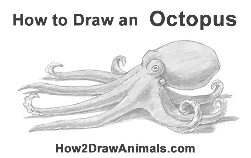How to Draw an Octopus Swimming Tentacles