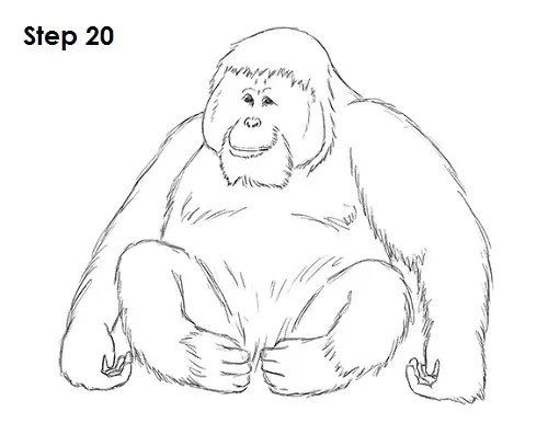 Download How to Draw an Orangutan