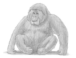 How to Draw an Orangutan