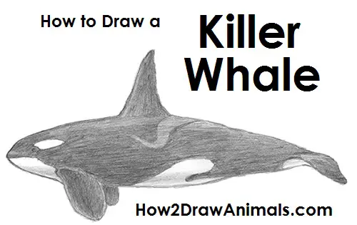 Draw Orca