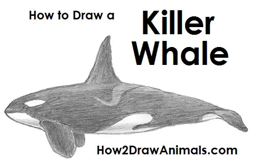 Killer Whale Drawing Step By Step - Amashusho ~ Images