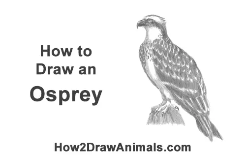 How to Draw Osprey Seahawk Bird Side