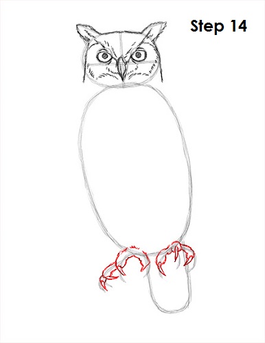 Draw Great Horned Owl 14