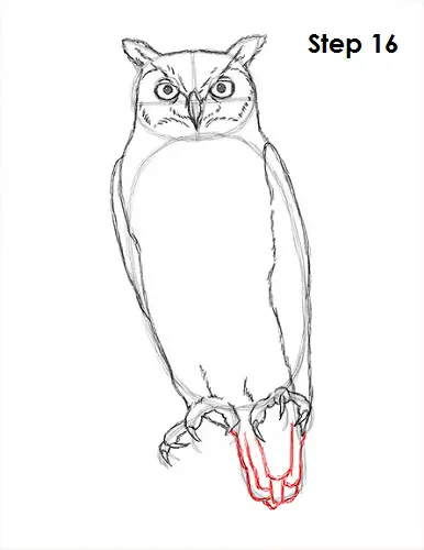 Draw Great Horned Owl 16