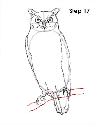Draw Great Horned Owl 17