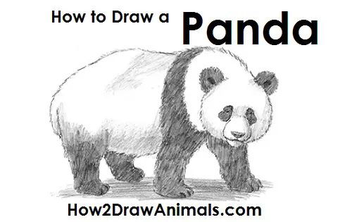 How to Draw a Giant Panda Bear Side View