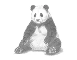 How to Draw a Giant Panda Bear Sitting