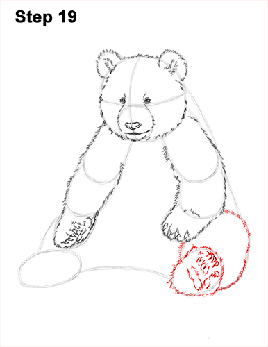 How to Draw Cute Giant Panda Bear Sitting 19