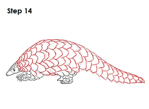 Pangolin Drawing 14 Draw Pangolin 14