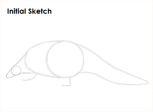 Draw Pangolin Initial Sketch