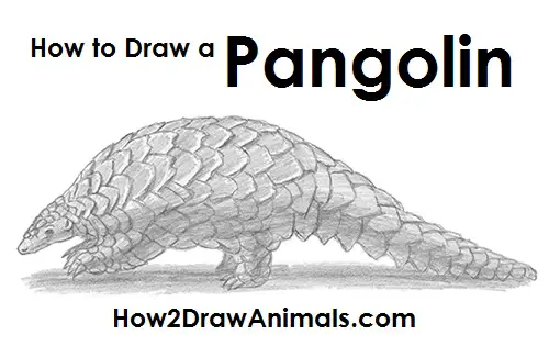 Draw Pangolin