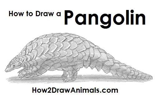 How to Draw a Pangolin