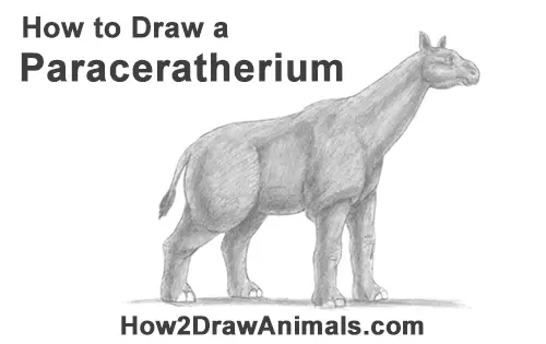 How to Draw a Paraceratherium Indricotherium