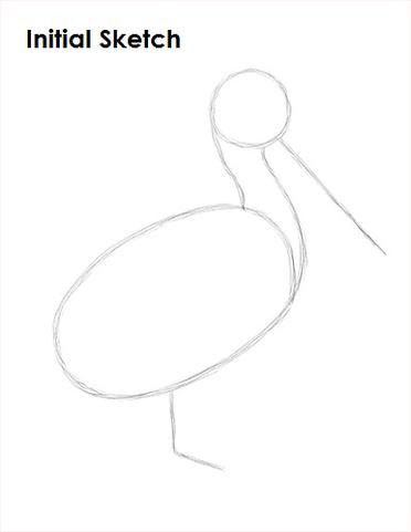 How to Draw a Pelican VIDEO & Step-by-Step Pictures