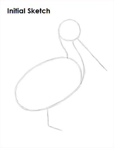 How to Draw a Pelican VIDEO & Step-by-Step Pictures How to Draw a Pelican VIDEO & Step-by-Step Pictures