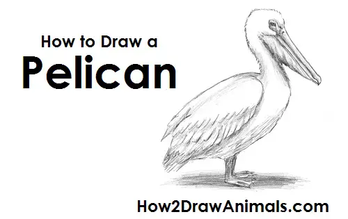 How to Draw an American White Pelican Side View