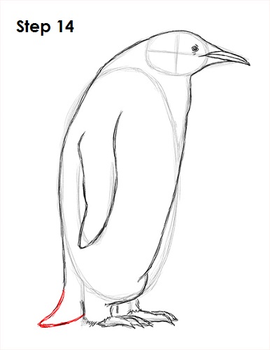 Penguin Drawing 14 Draw Penguin 14