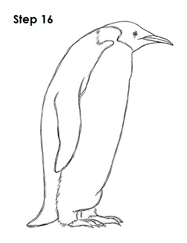 Draw Penguin 16