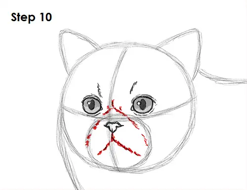 Persian Cat Drawing 10 Draw Persian Cat 10