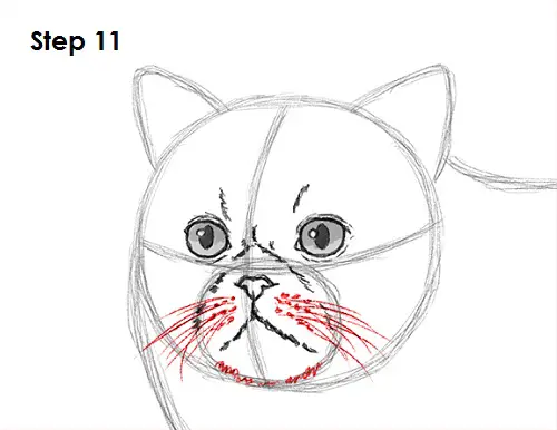 Persian Cat Drawing 11 Draw Persian Cat 11