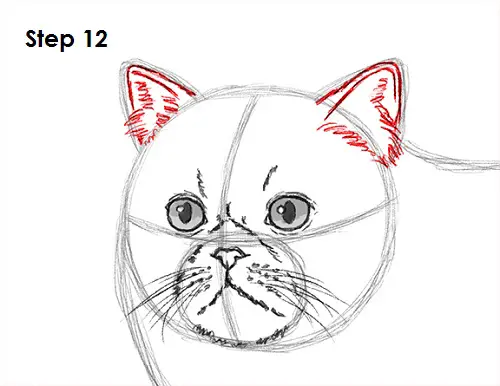 Persian Cat Drawing 12 Draw Persian Cat 12